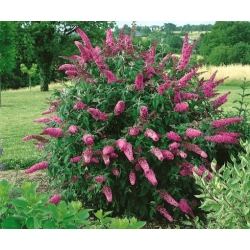 Nasiona Budleja Royal Red szt.3 PWxx43