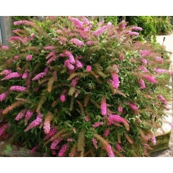 Nasiona Budleja Royal Red szt.3 PWxx43