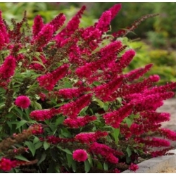 Nasiona Budleja Royal Red szt.3 PWxx43