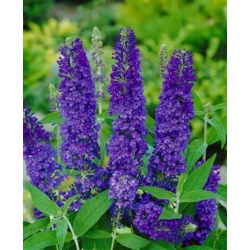 Nasiona Budleja Davida szt.3 PWxx78