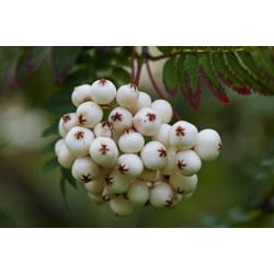 Nasiona Jarząb kaszmirski sorbus szt.3 PWxx200