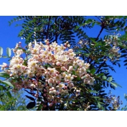 Nasiona Jarząb kaszmirski sorbus szt.3 PWxx200