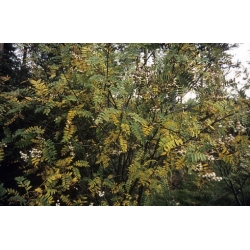 Nasiona Jarząb kaszmirski sorbus szt.3 PWxx200