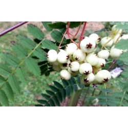 Nasiona Jarząb kaszmirski sorbus szt.3 PWxx200