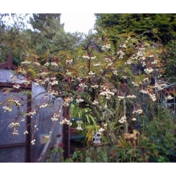 Nasiona Jarząb kaszmirski sorbus szt.3 PWxx200