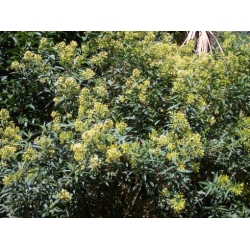 Nasiona Cestrum parqui szt.3 PWxx58