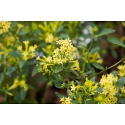 Nasiona Cestrum parqui szt.3 PWxx58