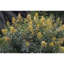 Nasiona Cestrum parqui szt.3 PWxx58