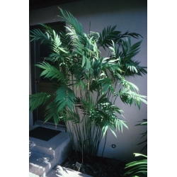 Nasiona Chamaedorea microspadix szt.3 PWxx80