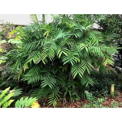 Nasiona Chamaedorea microspadix szt.3 PWxx80