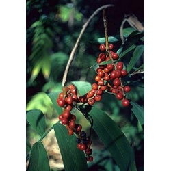 Nasiona Chamaedorea microspadix szt.3 PWxx80