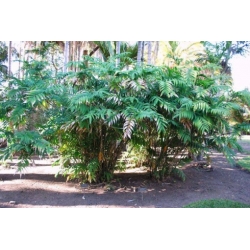 Nasiona Chamaedorea microspadix szt.3 PWxx80