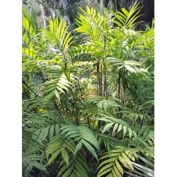 Nasiona Chamaedorea microspadix szt.3 PWxx80