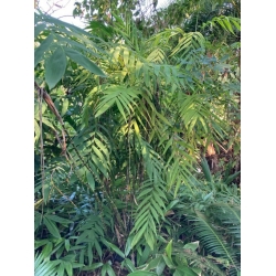 Nasiona Chamaedorea microspadix szt.3 PWxx80