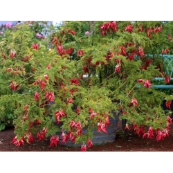 Nasiona Clianthus puniceus szt.3 PWxx81