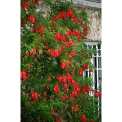 Nasiona Clianthus puniceus szt.3 PWxx81
