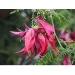 Nasiona Clianthus puniceus szt.3 PWxx81