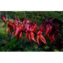 Nasiona Clianthus puniceus szt.3 PWxx81