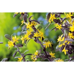 Nasiona Corokia Virgata szt.3 PWxx71