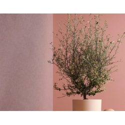 Nasiona Corokia Virgata szt.3 PWxx71