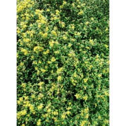 Nasiona Corokia Virgata szt.3 PWxx71