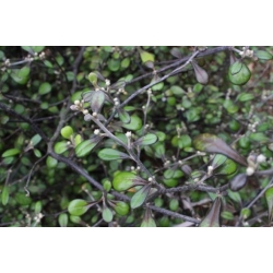 Nasiona Corokia Virgata szt.3 PWxx71