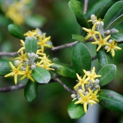 Nasiona Corokia Virgata szt.3 PWxx71