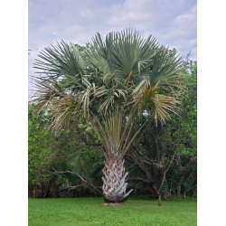 Nasiona Corypha utan szt.3 PWxx82