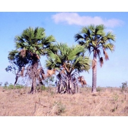 Nasiona Corypha utan szt.3 PWxx82