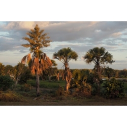 Nasiona Corypha utan szt.3 PWxx82