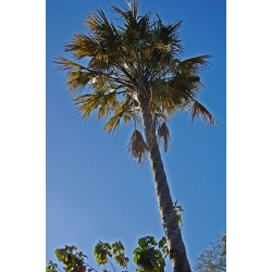 Nasiona Corypha utan szt.3 PWxx82