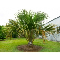 Nasiona Corypha utan szt.3 PWxx82