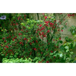 Nasiona Drzewo latarniowe Crinodendron szt.3 PWxx85