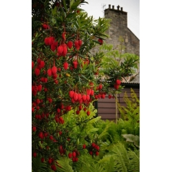 Nasiona Drzewo latarniowe Crinodendron szt.3 PWxx85