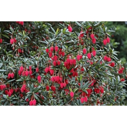 Nasiona Drzewo latarniowe Crinodendron szt.3 PWxx85