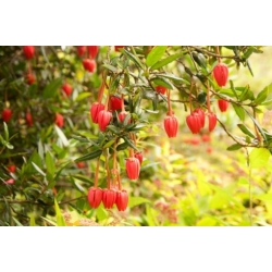 Nasiona Drzewo latarniowe Crinodendron szt.3 PWxx85