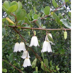 Nasiona Drzewo patagua Crinodendron szt.3 PWxx86
