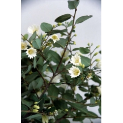 Nasiona Drzewo patagua Crinodendron szt.3 PWxx86