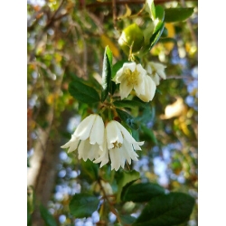 Nasiona Drzewo patagua Crinodendron szt.3 PWxx86