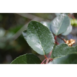 Nasiona Drzewo patagua Crinodendron szt.3 PWxx86