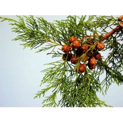 Nasiona Cyprys himalajski Cupressus szt.3 PWxx88