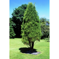 Nasiona Cyprys himalajski Cupressus szt.3 PWxx88