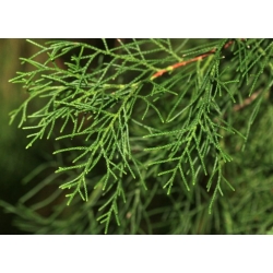 Nasiona Cyprys himalajski Cupressus szt.3 PWxx88