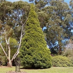 Nasiona Cyprys himalajski Cupressus szt.3 PWxx88