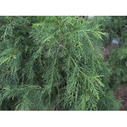 Nasiona Cyprys himalajski Cupressus szt.3 PWxx88