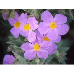 Nasiona Czystek biały szt.3 PWxx60