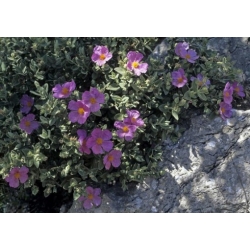 Nasiona Czystek biały szt.3 PWxx60