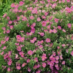 Nasiona Czystek biały szt.3 PWxx60