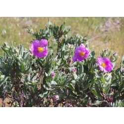 Nasiona Czystek biały szt.3 PWxx60