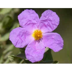 Nasiona Czystek biały szt.3 PWxx60